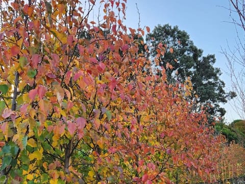 Pyrus calleryana 'Bradford'