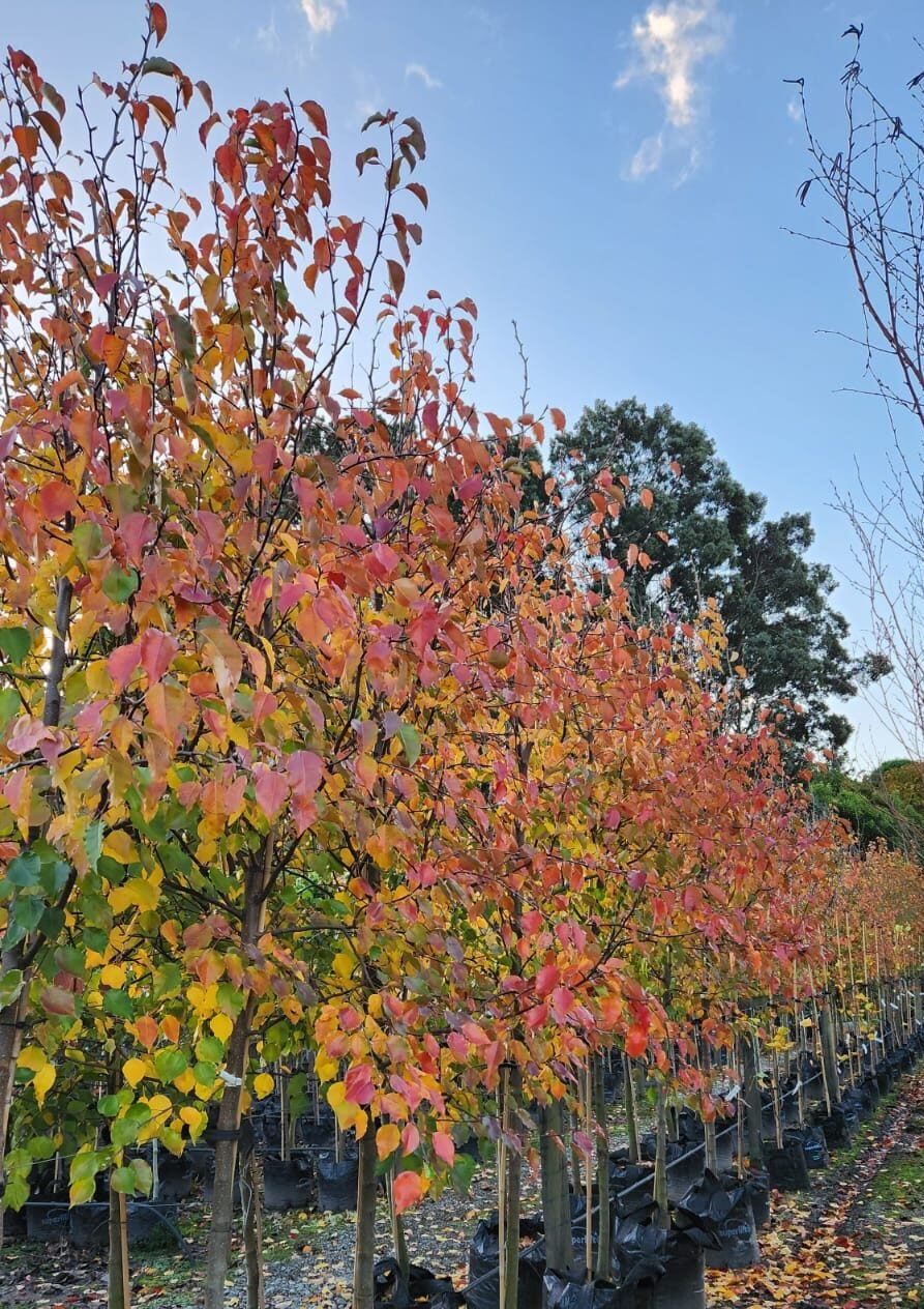 Pyrus calleryana 'Bradford' (Callery Pear) trees in autumn, with red, orange and yellow leaves, growing in black planter bags in a nursery row.