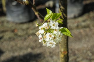 Pyrus calleryana 'Slim Jim' (Callery Pear) cluster of white spring blossoms with fresh green leaves on a branch, in front of a young trunk.