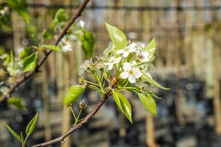 Pyrus calleryana 'Slim Jim' (Callery Pear) branch with white spring blossom and fresh green leaves, set against blurred rows of nursery trees.
