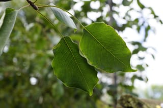 Pyrus calleryana 'Amber Pillar' (Callery Pear) leaves, glossy green with fine veins and finely toothed edges, hanging from a slender branch against blurred foliage.
