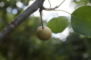 Pyrus calleryana 'Amber Pillar' (Callery Pear) with a small round russet-green fruit hanging from a grey-brown branch beside glossy green leaves.