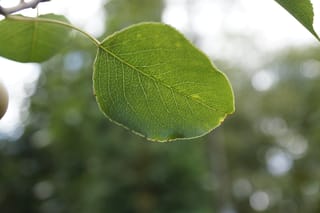 Close-up of a green Pyrus calleryana 'Amber Pillar' (Callery Pear) leaf with fine visible veins and a finely toothed edge, against soft blurred foliage.