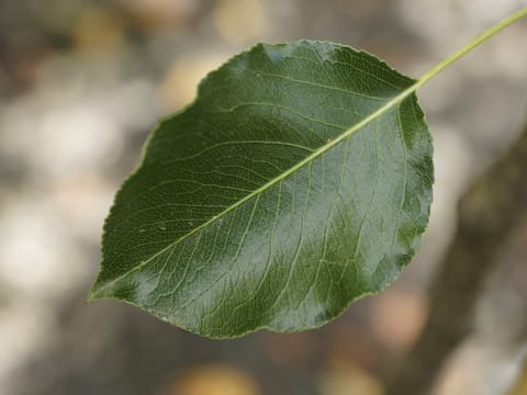 Pyrus calleryana 'Slim Jim'