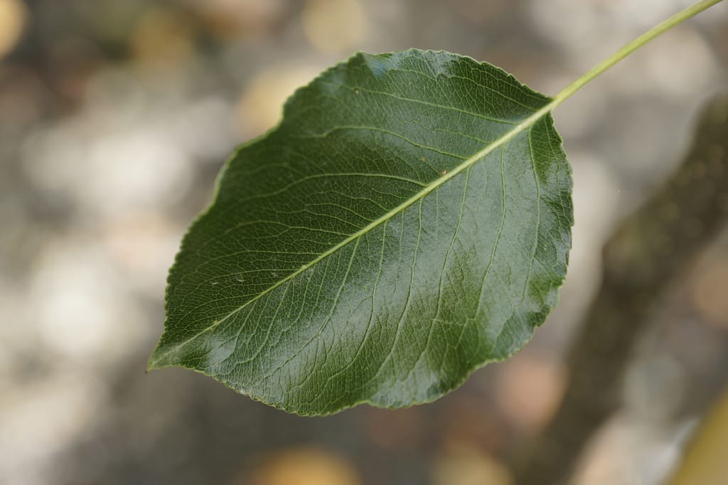 Close-up of a glossy dark green Pyrus calleryana 'Slim Jim' (Callery Pear) leaf with a pale central vein, finely toothed edge and blurred background.