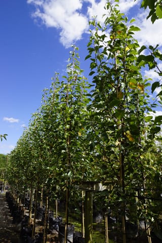 Pyrus calleryana 'Slim Jim' (Callery Pear), a row of tall, narrow, upright trees with glossy green leaves, staked in planter bags at a nursery.