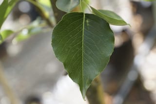Close-up of a glossy dark green Pyrus calleryana 'Slim Jim' (Callery Pear) leaf with fine veins and finely toothed edges, against a blurred background.