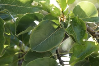 Pyrus calleryana 'Tawa Tower' (Callery Pear) foliage, with glossy green oval leaves and visible veins on dark branches in dappled sunlight.