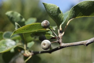 Pyrus calleryana 'Tawa Tower' (Callery Pear) branch with small round grey-green fruit and glossy green leaves against a blurred outdoor background.