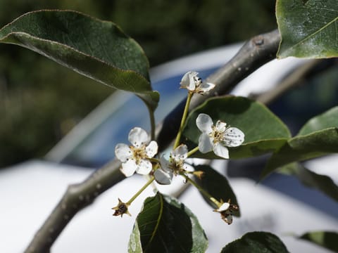 Pyrus calleryana 'Tawa Tower'