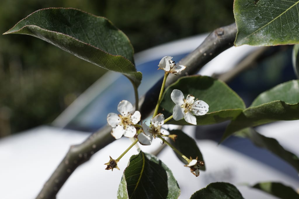 Pyrus calleryana 'Tawa Tower' (Callery Pear) branch with small white blossoms, some spent, among glossy dark green leaves against a blurred background.