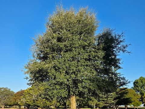 Quercus suber