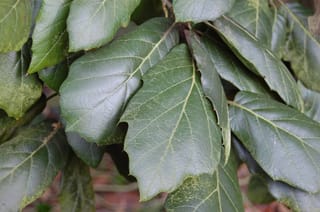 Quercus crassifolia (Leather Leaf Mexican Oak) foliage, showing broad, leathery deep green leaves with pale veins and slightly wavy margins.