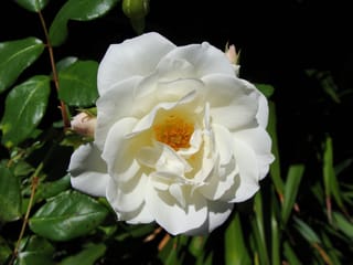 Rosa 'Iceberg' (Iceberg Rose) bloom with creamy white ruffled petals and orange stamens, beside pink-tinged buds and glossy green leaves.