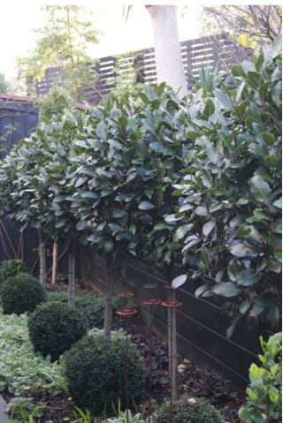 Laurus nobilis 'Verdi' (Bay Laurel) trained as lollipop-style standards with dense glossy green foliage, lined along a dark fence above clipped box-like shrubs.
