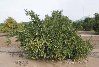 Citrus mandarin 'Silverhill' (mandarin) tree with dense dark green foliage and orange fruit among the leaves, growing in an orchard with bare soil.