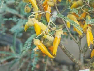 Sophora molloyi 'Dragon's Gold' (Cook Strait Kōwhai) with drooping golden-yellow flowers and small green leaflets on slender, wiry, zigzagging branches.
