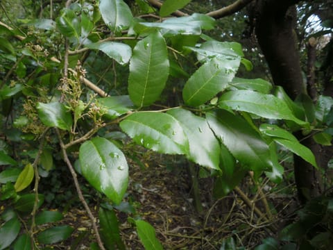 Streblus banksii