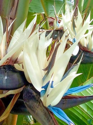 Strelitzia nicolai (Giant White Bird of Paradise) flowers with white petals, blue tongues and dark purple-brown bracts, against large green banana-like leaves.