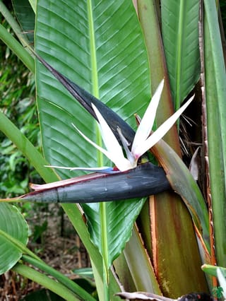 Strelitzia nicolai (Giant White Bird of Paradise) flower with white petals and a dark purple-grey bract, set among large green paddle-shaped leaves.