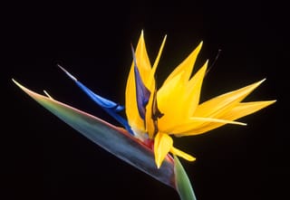 Strelitzia reginae (Bird of Paradise) flower with pointed yellow petals and blue tongue, emerging from a green, red-edged bract against a black background.