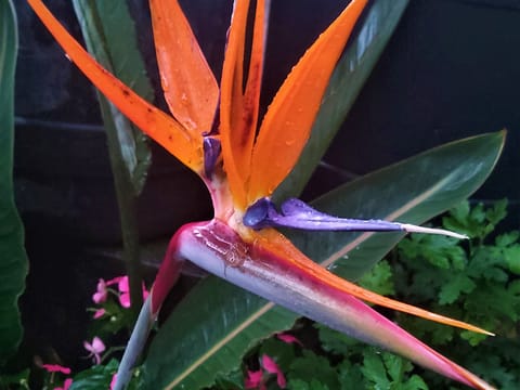 Strelitzia reginae