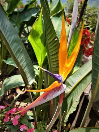 Strelitzia reginae (Bird of Paradise) flower with orange petals and a purple-blue tongue, rising from a pinkish bract among large green paddle leaves.