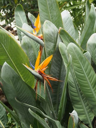 Strelitzia reginae (Bird of Paradise) with two orange and blue flowers emerging from grey-green boat-shaped bracts among large paddle-shaped leaves.