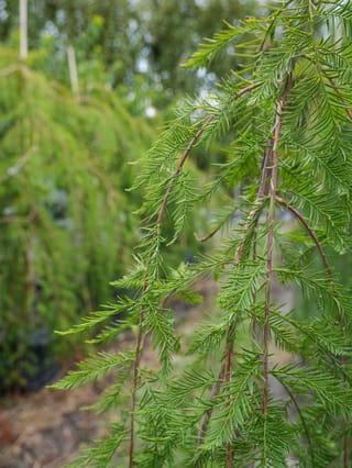 Taxodium distichum 'Cascade Falls' (Swamp Cypress) close-up of drooping reddish-brown stems with feathery green foliage, with a weeping tree blurred behind.