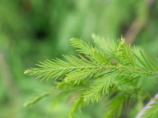 Close-up of Taxodium distichum 'Cascade Falls' (Swamp Cypress), showing fresh soft-green feathery foliage with narrow leaflets along slender shoots against a blurred green background.