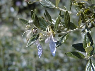 Teucrium fruticans (Bush Germander) close-up of a branch with pale lavender-blue flowers, curved stamens, flower buds and grey-green oval leaves.
