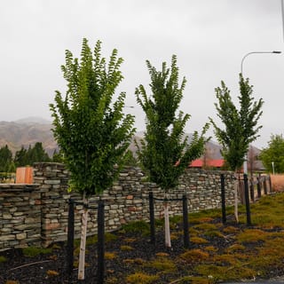 Three young Ulmus 'Lobel' elm trees with upright green foliage and whitewashed trunks, staked beside a dry-stone wall with hills behind.