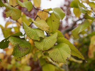 Ulmus glabra 'Pendula' (Wych Elm) leaves, yellow-green with toothed edges and prominent veins, some with brown marks, against blurred autumn foliage.