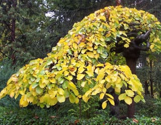 Ulmus glabra 'Pendula' (Wych Elm) with a dome-shaped weeping crown of yellow-green autumn leaves on a gnarled trunk, set against dark conifers.