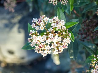 Viburnum tinus 'Eve Price' (Laurustinus) flower cluster with small white blossoms and pink buds against dark green leaves, with dark berries behind.