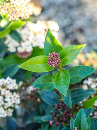 Viburnum tinus 'Eve Price' (Laurustinus) with a cluster of deep pink flower buds among glossy green leaves, and white blooms blurred behind.