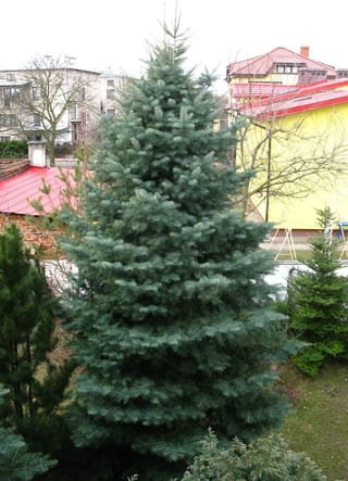 Abies concolor (White Fir), a tall conical conifer with blue-green needles, growing in a garden beside red-roofed buildings and bare trees.