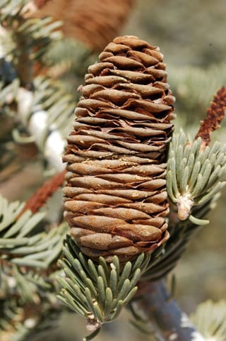 Upright brown cone of Abies concolor (White Fir) with overlapping scales, held on a branch among blue-green needles.
