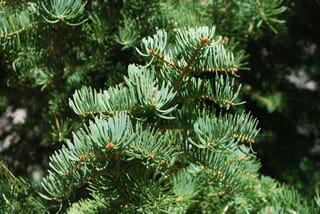 Abies concolor (White Fir) branch with long blue-green needles curving upwards along orange-brown stems, with dark green foliage behind.
