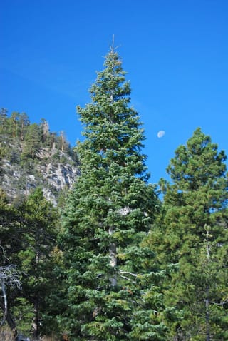 Abies concolor (White Fir), a tall conical evergreen with blue-green foliage and a pale trunk, growing among other conifers below a rocky slope and blue sky.