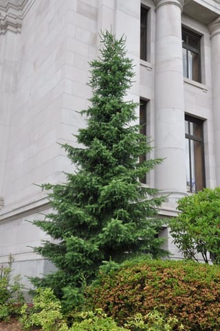 Abies concolor (White Fir), a tall conical evergreen with dark green layered foliage, growing beside a pale stone building with shrubs in front.