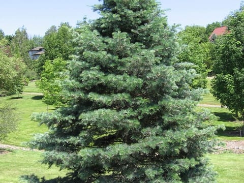 Abies concolor