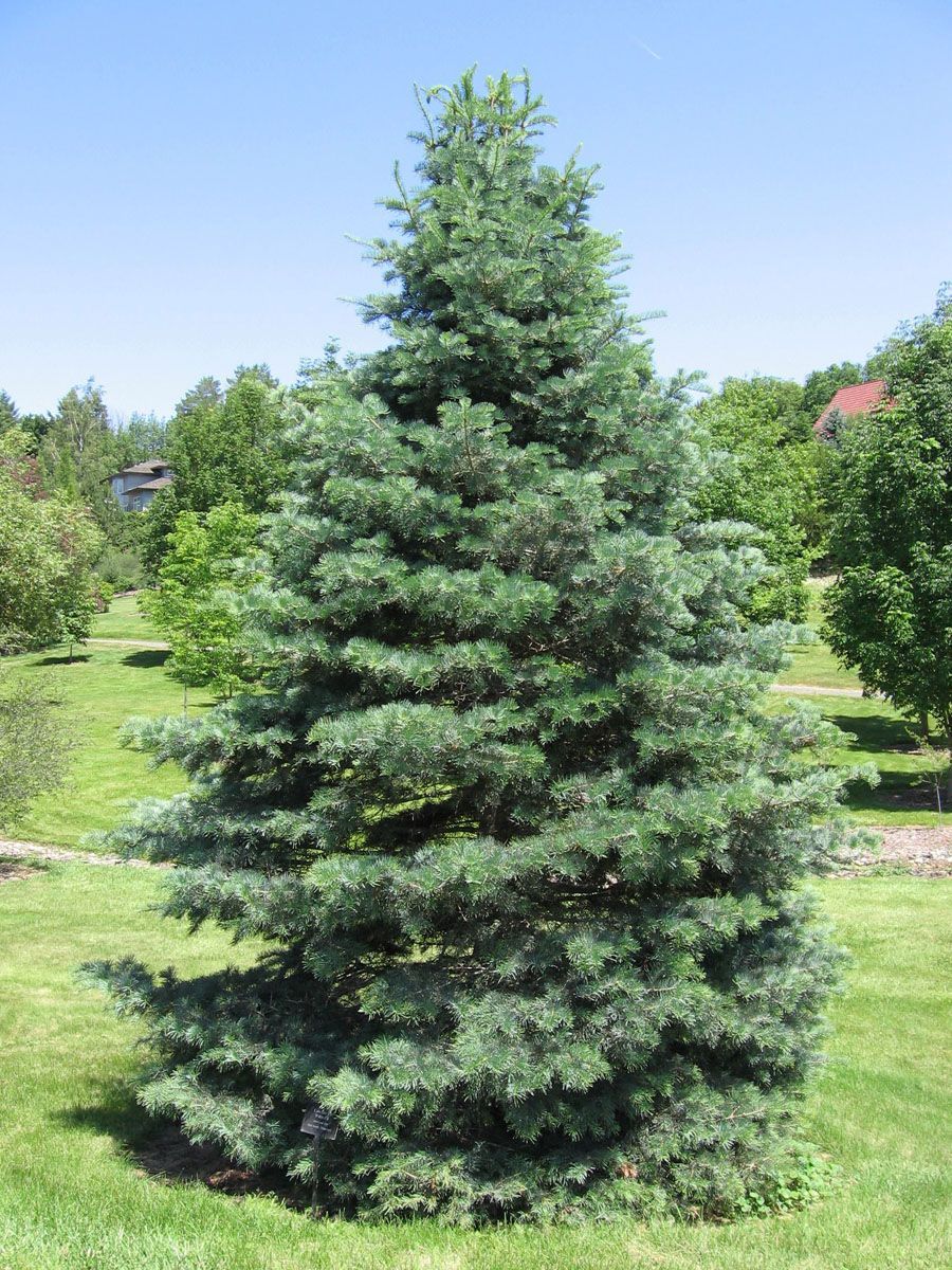 Abies concolor (White Fir), a conical blue-green conifer with layered branches, standing alone on a mown lawn with trees behind.