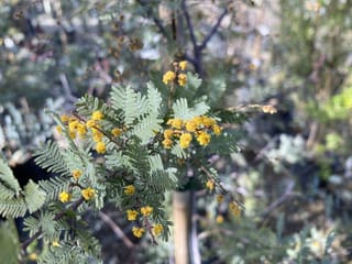 Acacia baileyana 'Purpurea' (Cootamundra Wattle) branch with grey-green fern-like foliage, reddish-brown stems and clusters of small golden-yellow flowers, with a stake behind.