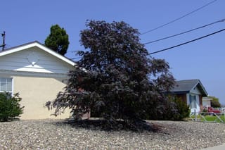 Acacia baileyana 'Purpurea' (Cootamundra Wattle), a mature tree with dense dark purple foliage, growing in a gravel front yard beside a house.