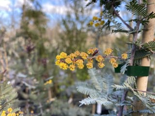 Acacia baileyana 'Purpurea' (Cootamundra Wattle) stem with fluffy golden-yellow flower clusters and silver-grey fern-like foliage, staked in a nursery.