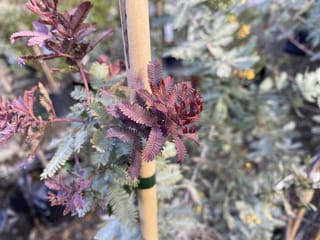 Acacia baileyana 'Purpurea' (Cootamundra Wattle) with purple-red new growth among silver-grey fern-like leaves, tied to a bamboo stake, with yellow flowers blurred behind.