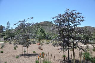 Young Acacia baileyana 'Purpurea' (Cootamundra Wattle) trees with purple-tinged grey foliage, staked in a mulched garden with grasses, aloes and hills behind.