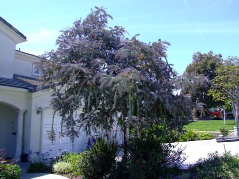 Acacia baileyana 'Purpurea'