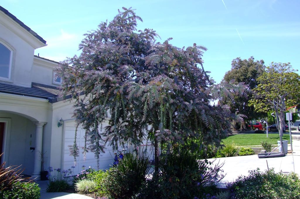 Acacia baileyana 'Purpurea' (Cootamundra Wattle) as a small tree with weeping, purple-tinged silver-grey foliage, growing in a front garden beside a house.
